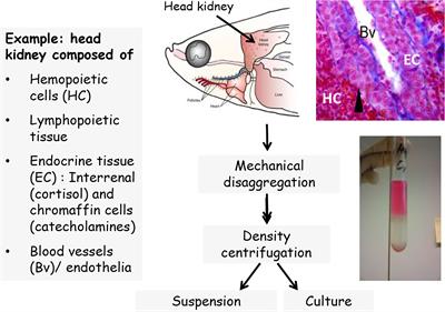 Assessing Fish Immunotoxicity by Means of In Vitro Assays: Are We There Yet?